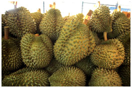 Export Thai Durian